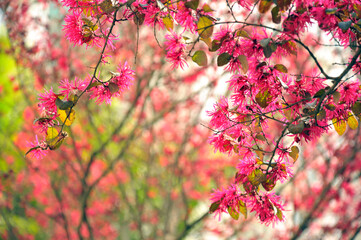 blossom in spring