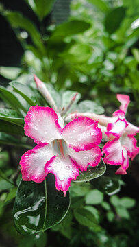 Rain drops on pink and white adenium flower