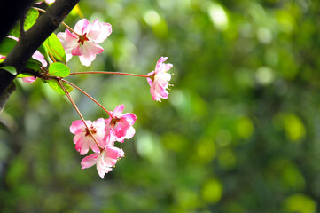 pink blossom in spring