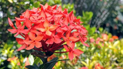red and yellow flowers