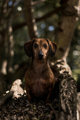 portrait of a dachshund