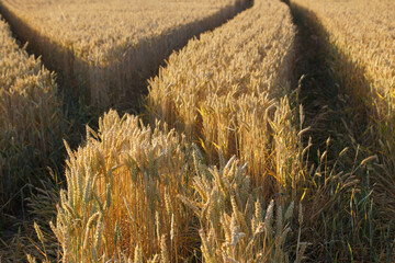 Kreuzung von Traktorspuren in einem Weizenfeld. Der Weizen ist erntereif, hat kurze Halme, keine...