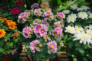 Flower China Aster or Callistephus Chinensis in a garden. Beautiful flower with colorful colors for decorating home. 