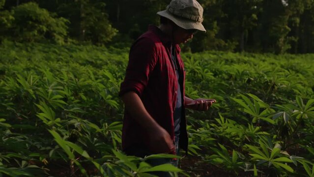 A modern farmer is exploring his cassava fields at dusk.