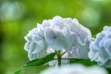 木漏れ日浴びて輝く淡い紫のアジサイ＠万博公園、大阪