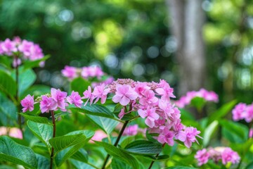 ひっそりと咲く鮮やかなピンクのアジサイの花＠万博公園、大阪