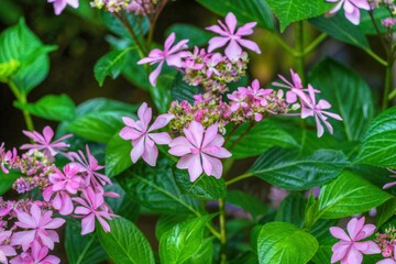 ひっそりと咲く花火のように見えるピンクのアジサイの花＠万博公園、大阪