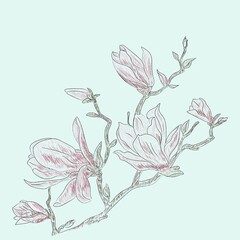 Sketch of magnolia flower in colors, branch, flower and bud