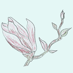 Sketch of magnolia flower in colors, branch, flower and bud