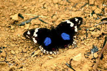 Papillon