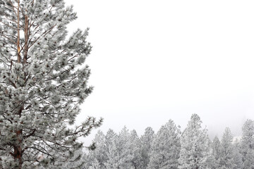 Snow trees