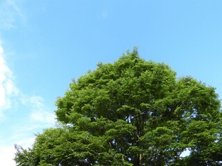 Obraz premium 青空と樹