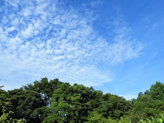 青空と樹