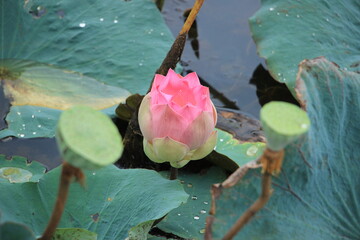 pink water lily