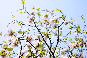  lovely magnolia blossom in springtime