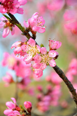 Peach blossom in spring time