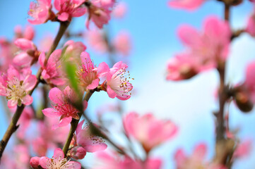 Peach blossom in spring time