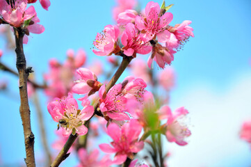 Peach blossom in spring time