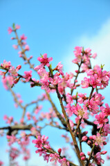 Peach blossom in spring time
