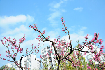 Peach blossom in spring time