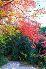 京都の紅葉