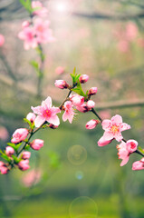 Obraz premium Peach blossom in spring time
