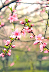 Obraz na płótnie Canvas Peach blossom in spring time