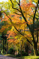 京都・下鴨神社の紅葉