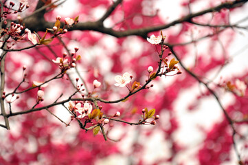 Pink cherry flower blossom