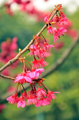 blossoming plum blossom in spring