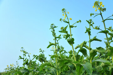 Blooming rapeseed flowers