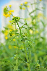Blooming rapeseed flowers