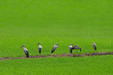 Flocks of birds stand in a row on the green rice fields.