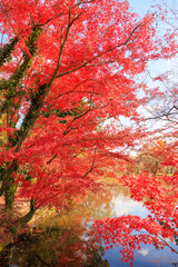 京都植物園の紅葉