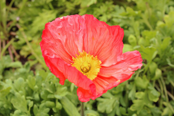 Obraz premium Crinkly flower