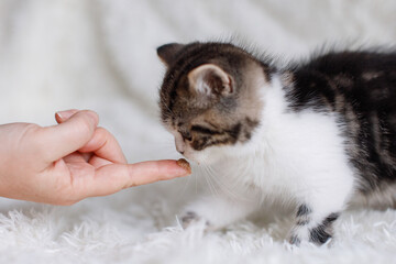 Gray white fluffy kitten sits on bed