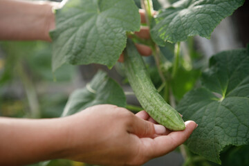 Naklejka na ściany i meble Female hands hold a ripe cucumber growing in a garden bed in natural conditions.