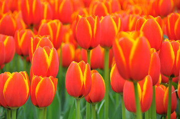 field of tulips