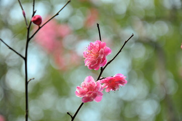 blossoming plum blossom in spring