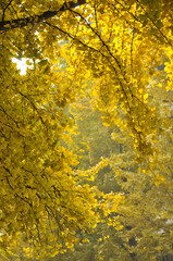 golden ginkgo tree in autumn