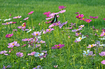 pink cosmos flower in garden