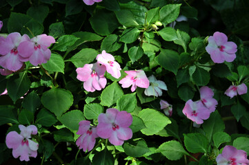 pink flowers in the sunlight