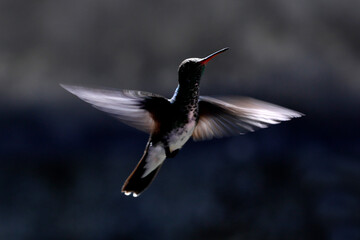 Humming bird