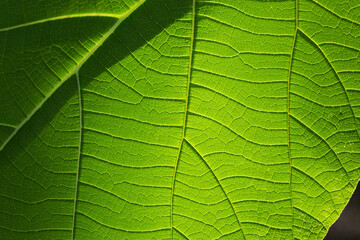 Green teak (Tectona grandis) green leaves.close up.
