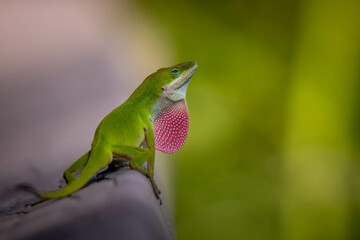 A male Green Anole (Anolis carolinensis) shows off his red dewlap, or throat fan, to proclaim his territory. Plenty of copy space.