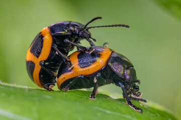 A pair of mating Swamp Milkweed Leaf Beetles (Labidomera clivicollis). Raleigh, North Carolina.