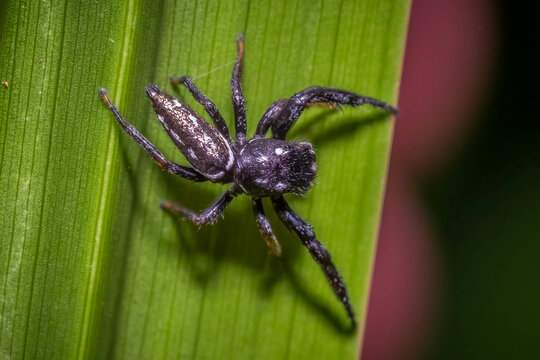 A Short-bellied Slender Jumping Spider (Marpissa formosa) twists its body as it changes direction. Raleigh, North Carolina.