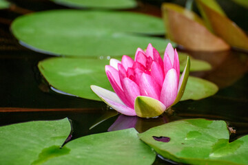 pink water lily