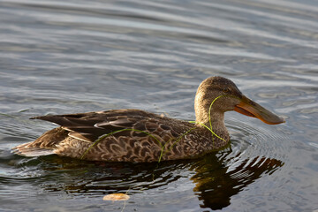 Fototapeta premium A Northern Shoveler (Spatula clypeata) swims in Reflections Lake, Alaska.