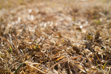 Dry grass, dry lawn, drought